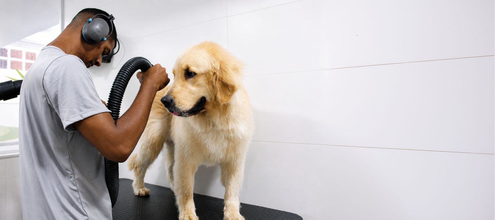 Secagem profissional da pelagem de um golden retriever